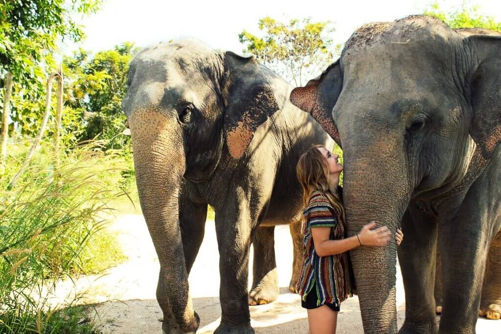 elephant jungle sanctuary pattaya