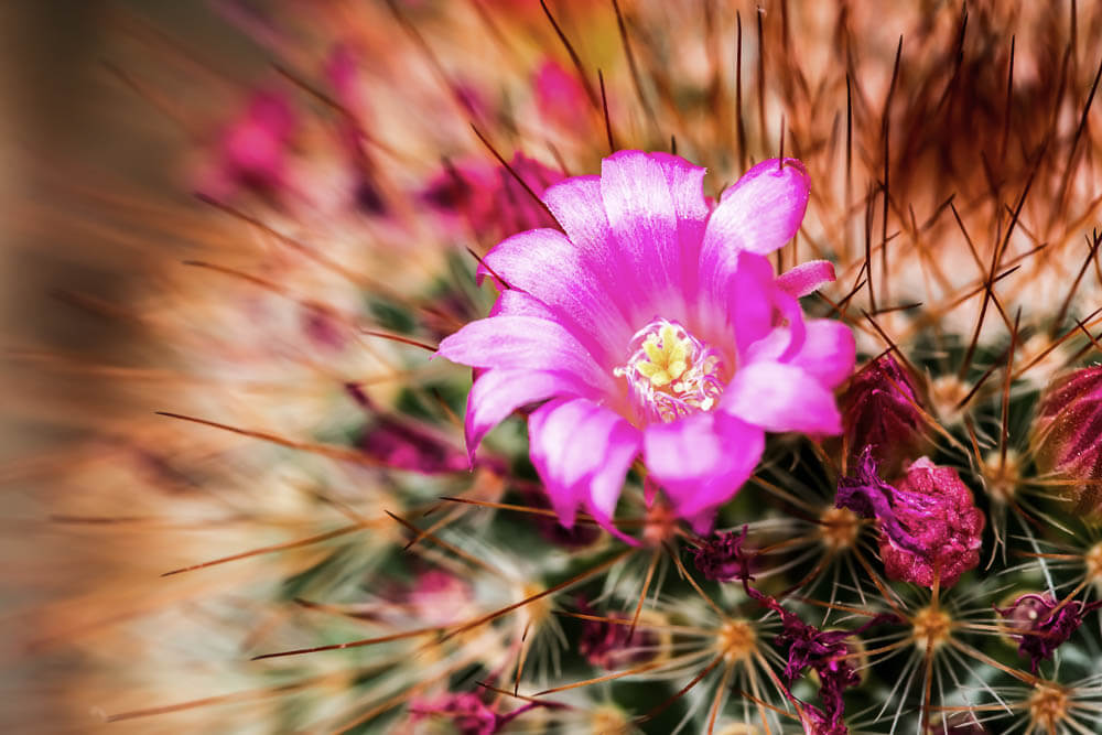 queen sirikit botanical garden