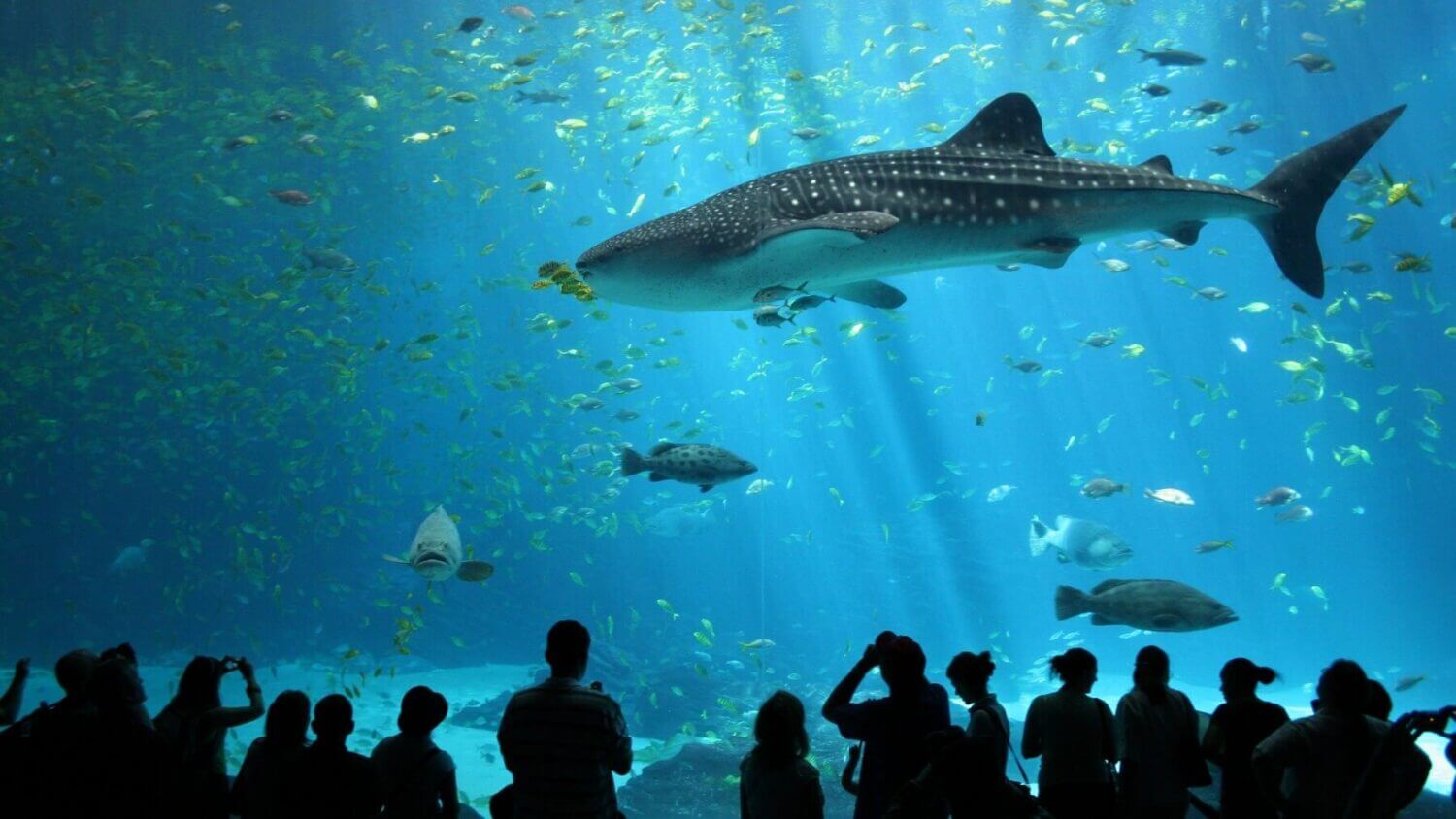 sealife ocean world 1