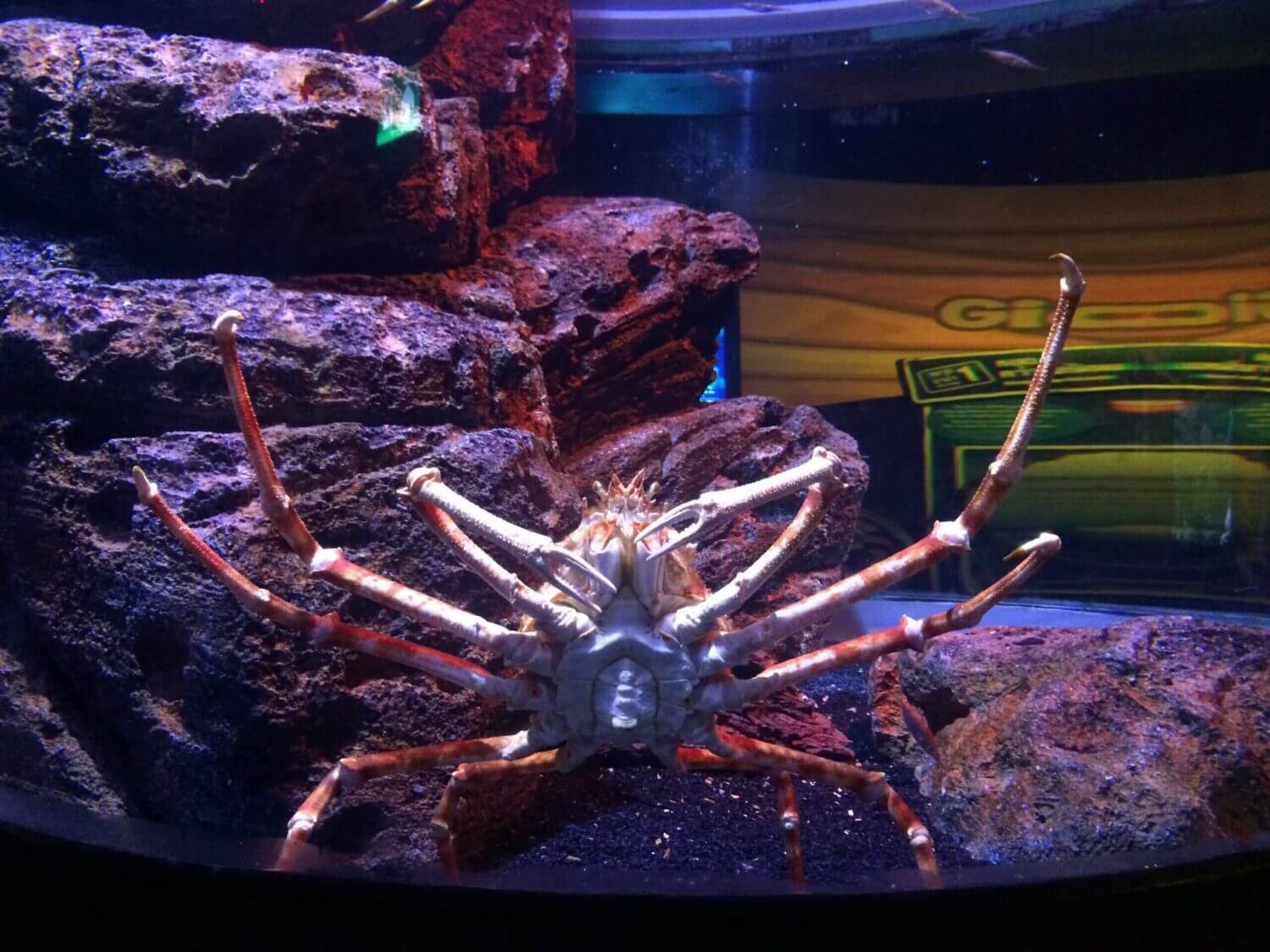 sealife ocean world 4 scaled