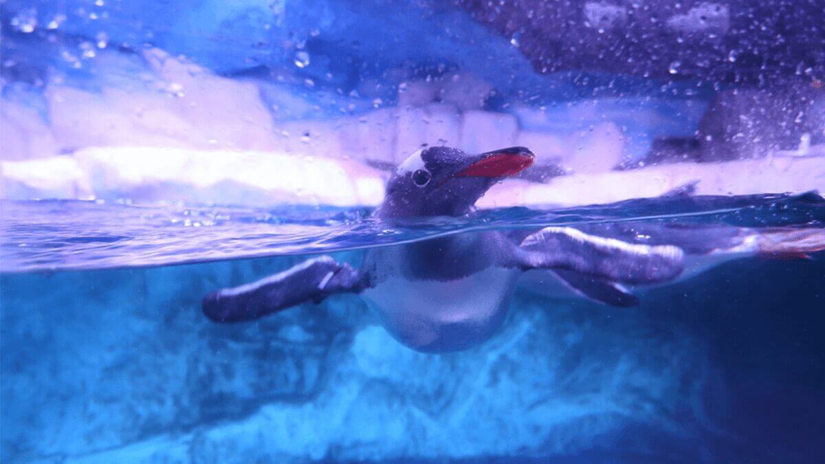 sealife ocean world