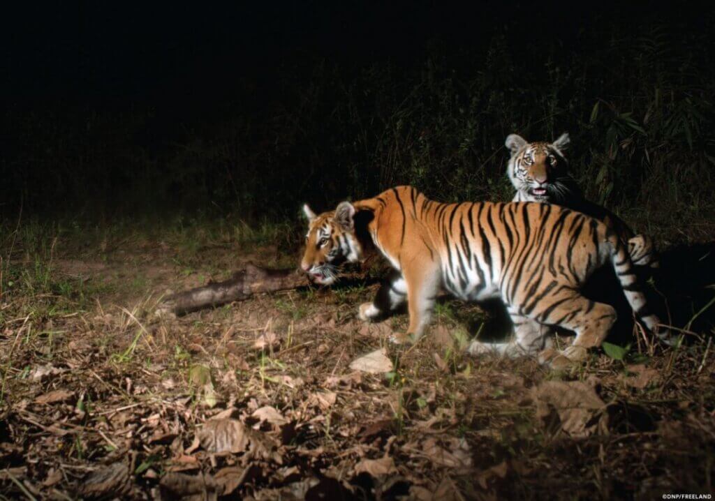 thailandtiger
