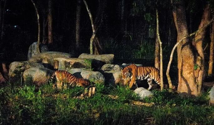 chiang mai night safari 10