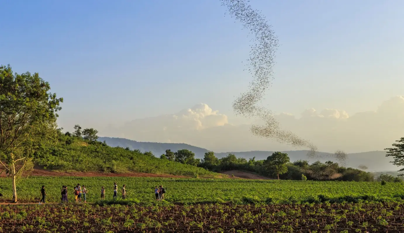 khaoyai ttd bats